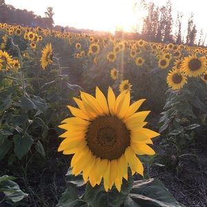 Meet your Posher, Veronica